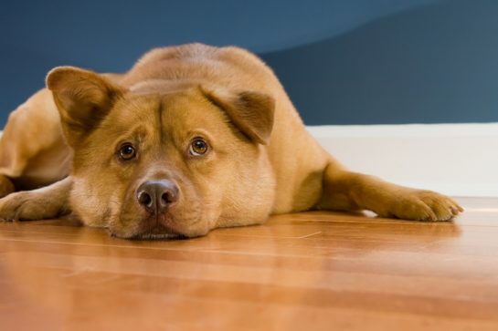 8 Ways on How to Remove Pet Stains From Hardwood Floors - Haley's Daily ...